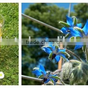Borage Seed Oil Supply in Bulk thumbnail-5