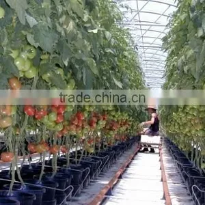 Plant Grow Light, Double Chips Super Bright Full Spectrum Hydroponic Plant Grow Lights for Indoor thumbnail-6