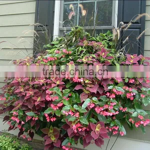 Garden Pots, Planters, Window and Belcony Green, Vertical Garden Pots thumbnail-1