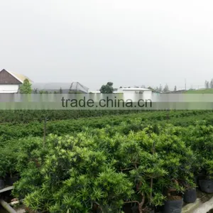 Chinese Bonsai Zelkova 20cm Art thumbnail-2