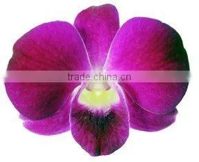 OR-019 : DENDROBIUM BIG HAM ORCHID thumbnail-1