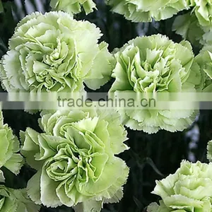 Durable Green Lady Fresh Cut Carnation Flower Arrangements thumbnail-1