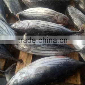 Frozen Skipjack Tuna Fish thumbnail-3