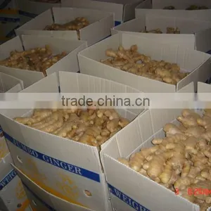 150g & UP Fresh Ginger thumbnail-1