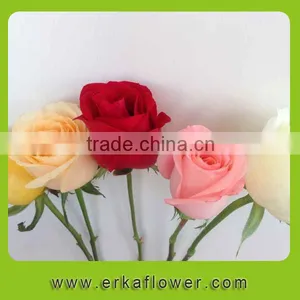 Newest White Fresh Cut Rose Flower thumbnail-4