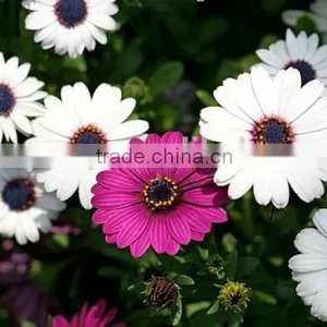 Ecklonis, Osteospermum, Flower Seeds , Herb Seed,vegetalbe Seed,fruit Seed,grass Seed thumbnail-3