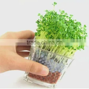 Anion Mini Plant,Creative Promotion Gifts thumbnail-1