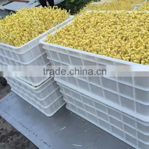 Automatic Bean Sprouting Machine thumbnail-5