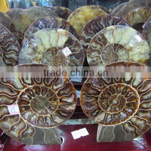 High Quality Conch Fossil Stone for Home Decoration thumbnail-2