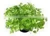 OLEROESIN CORIANDER GREEN, 1.5% VOC (Spice Oleoresin) thumbnail-1