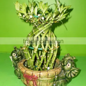 Vase Shape Lucky Bamboo Air Bonsai Tree Dracaena Sanderiana Indoor Ornamental Aquatic Water Plants Nursery Garden Decoration thumbnail-3