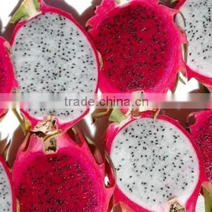 DRAGON FRUIT thumbnail-2