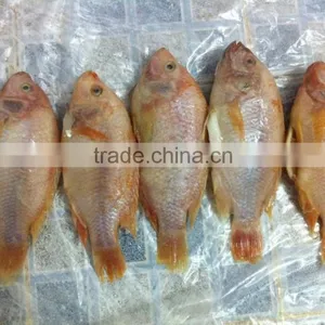 FROZEN RED TILAPIA WHOLE ROUND thumbnail-1
