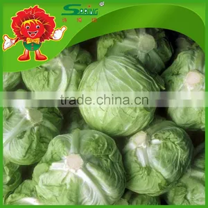 Brands Iceberg Cabbage Green Fresh Cabbage thumbnail-1