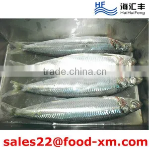 China Best Price Frozen Sardine for Bait thumbnail-1