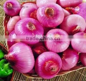 Red Onion thumbnail-1