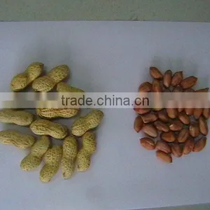 Peanut in Shell and Peanut Kernel thumbnail-1
