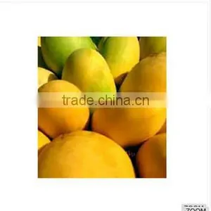 See Larger Image Fresh Alphonso Mangos Add to My Cart Add to My Favorites Fresh Alphonso Mangos thumbnail-1