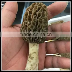 Price of Black Morel Mushroom, Dry Cultivating Morel Mushrooms From Morel Mushroom Farm thumbnail-4
