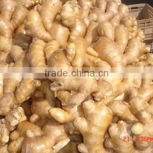 Fresh Ginger thumbnail-6
