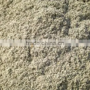 Cotton Seed thumbnail-2