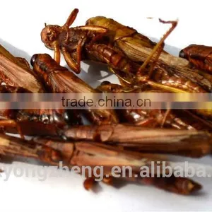For Guinea Fowl and Blue Peacock Pet Food Microwave Dried Locusts thumbnail-1