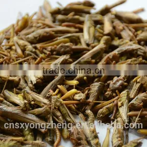 Freeze Dried Locusts For Sale thumbnail-1