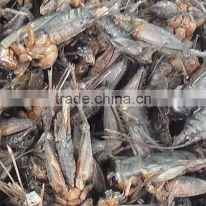 Freeze Dried Dog Food Dried Crickets, Crickets Poultry Food thumbnail-2
