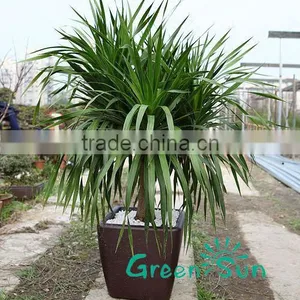 Homeware Unique Plastic Plant Pots for Orchids thumbnail-1