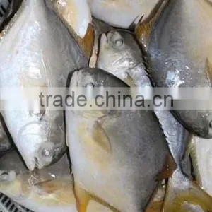 Frozen Golden Pomfret Fish thumbnail-4