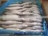 New Frozen Mackerel 250-300g Landtime Oct thumbnail-1