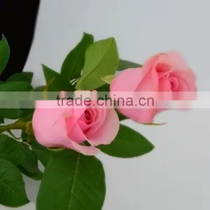 Roses in Delhi Fresh Roses From Kunming Yunnan thumbnail-3