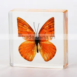 2016 New Style Wholesale Paperweight With Real Butterfly thumbnail-3