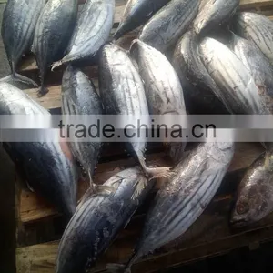 Light-Purse Seine Skipjack Tuna Fish thumbnail-4