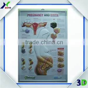 High Definition 3D Embossed Plastic Medical Wall Posters, OEM 3D Anatomical Charts thumbnail-4