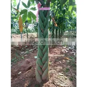 Different Size Decorative Money Trees Sale thumbnail-1