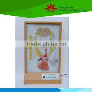 Low Priced Cardiac Innervation Electric Model thumbnail-1