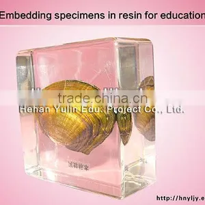 3D Primary School Standard Clam Specimen for Biology Teaching thumbnail-1
