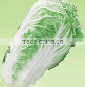 Fresh Cabbage thumbnail-1