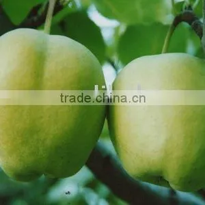 Geen Su Pear High Quality thumbnail-1