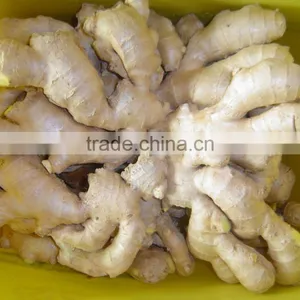 Good Quality Chinese Fresh Ginger thumbnail-3