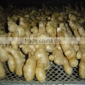 Fresh Air Dried Ginger thumbnail-5