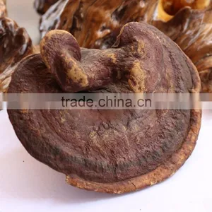 Factory Supply Reishi Mushroom Extract Powder thumbnail-1