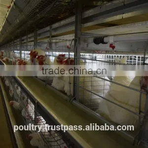 Poultry Cages thumbnail-4