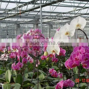 Flower Growing Greenhouse thumbnail-1