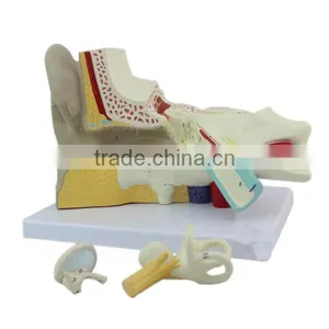 Ear Plastic Education Human Body Anatomy Model thumbnail-4