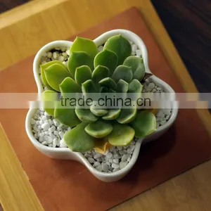 Indoor Small White Ceramic Flower Shape Flower Pot for Succulents thumbnail-2