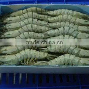 Whole Frozen Shrimp Bluk thumbnail-1