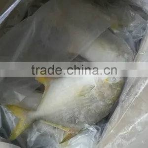 Fish Seafood Gold Pomfret thumbnail-1