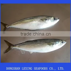 Frozen Pacific Mackerel Seafood IQF thumbnail-2